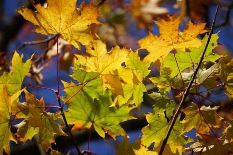 Leaf Cycle